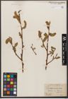 Foto von Salix wallichiana Andersson